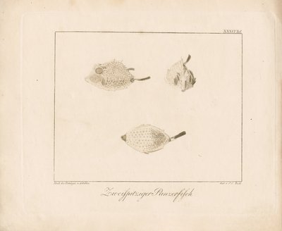 Poisson-lune (gravure sur cuivre) - Ambrosius Gabler