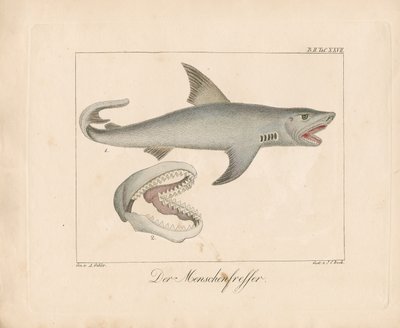 Le requin mangeur d