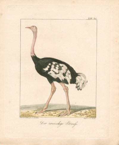  - Ambrosius Gabler