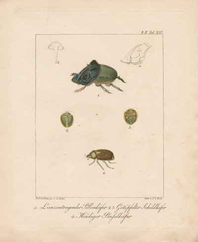 Diverses espèces de coléoptères (gravure sur cuivre coloriée à la main) - Ambrosius Gabler