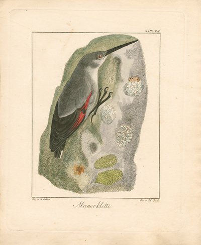 Wallcreeper (gravure sur cuivre coloriée à la main) - Ambrosius Gabler