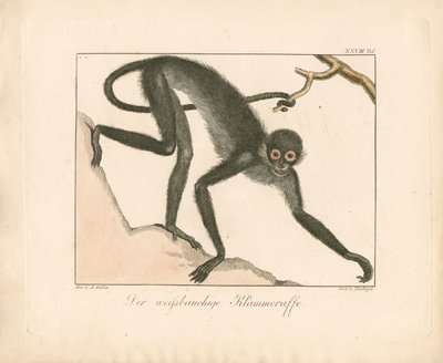  - Ambrosius Gabler