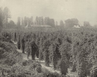 Un champ de houblon à Washington - American Photographer (after)