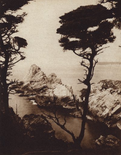 Californie : Cyprès de Monterey - American Photographer (after)