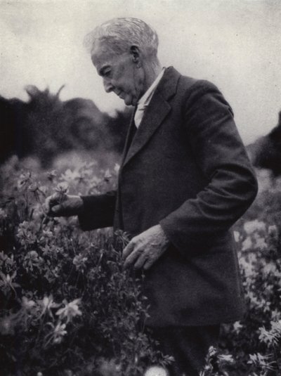 Luther Burbank parmi ses fleurs (photo n/b) - American Photographer (after)