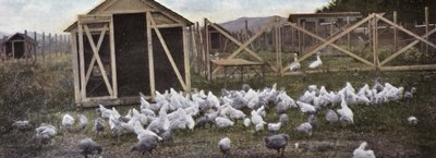 Oregon : Élevage de volailles - American Photographer (after)