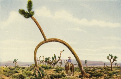 Un castus géant dans le désert de Mojave (photo couleur) - American Photographer