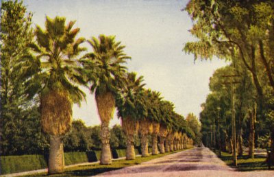 Une allée de palmiers près de Los Angeles (photo couleur) - American Photographer