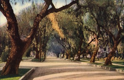 Avenue of Pepper Trees, Pasadena (photo couleur) - American Photographer