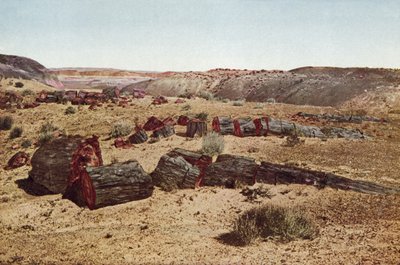 Forêt pétrifiée, Arizona - American Photographer