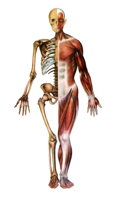 Impression anatomique du squelette humain et des muscles - American School