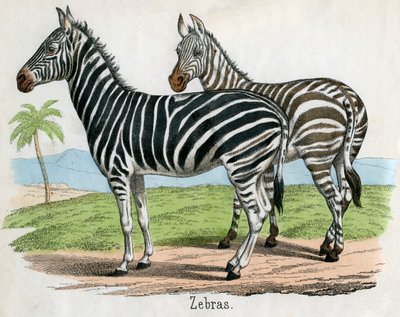 Gravure antique de zèbres - American School