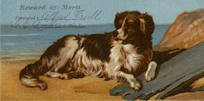 Chien Border Collie sur la plage - American School