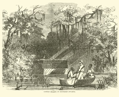 Réserves de coton dans les marais du Sud, juillet 1862 - American School