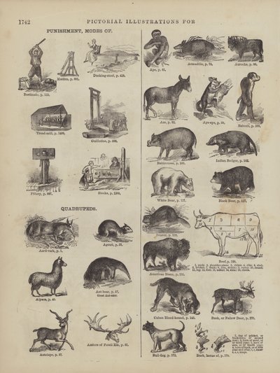 Page du Webster