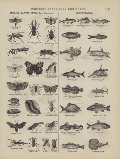Page du dictionnaire complet de Webster (George Bell) - American School