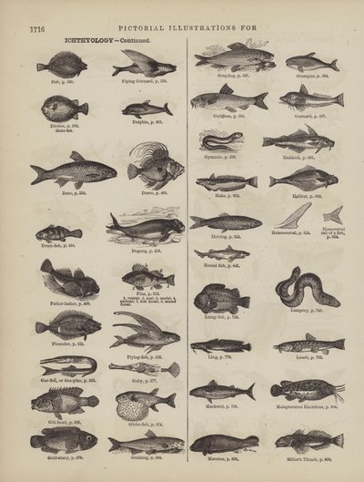 Page du dictionnaire complet de Webster (George Bell) - American School