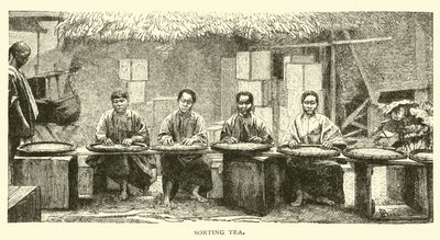 Triage du thé - American School