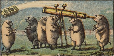 Cochons regardant les étoiles - American School