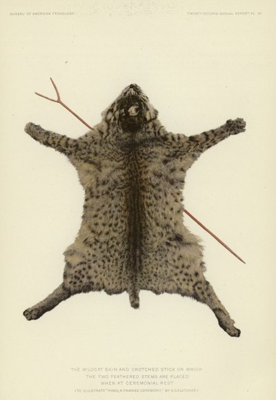 La peau de chat sauvage et le bâton crochu sur lequel les deux tiges de plumes sont placées lors du repos cérémoniel (lithographie en couleur). - American School