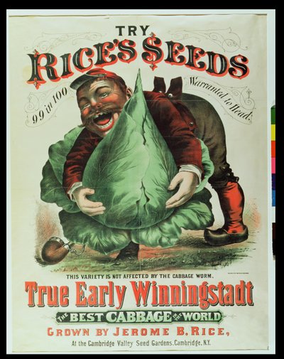Essayez les graines de Rice, le meilleur chou du monde - American School