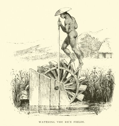 Arroser les rizières - American School