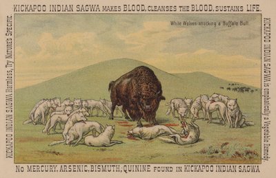 Loups blancs attaquant un taureau de buffle - American School