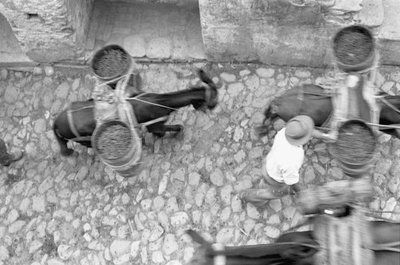 ASSES TRANSPORT GRAPE, Melissa - Ando Gilardi