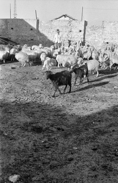 LA TRANSHUMANCE À CROTONE - Ando Gilardi