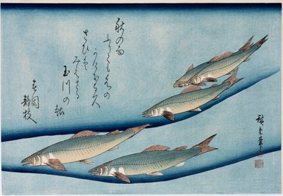 Truite de rivière, de la série Collection de poissons - Ando or Utagawa Hiroshige