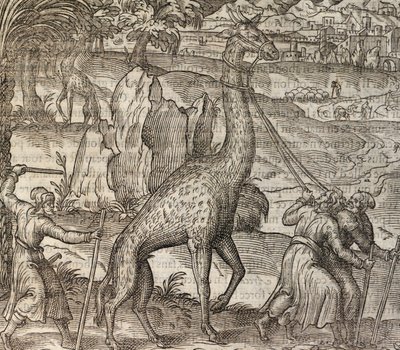 Girafe, gravure de Cosmographie Universelle - Andre Thevet