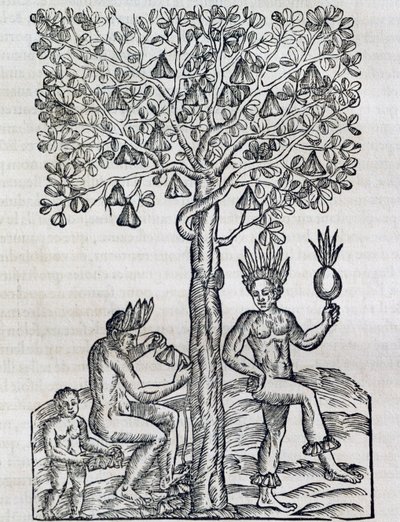 Nana fruit, plante médicinale tropicale, gravure de Cosmologie Universelle, par André Thevet, Paris - Andre Thevet