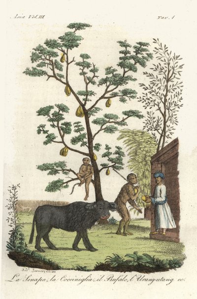 Plante de moutarde avec cochenilles, jacquier, buffle d