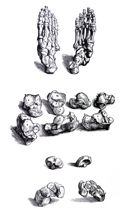 Les planches du premier livre de De Humani Corporis Fabrica - Andreas Vesalius
