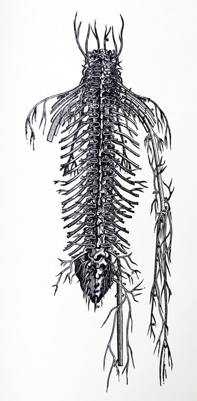Les Planches du Quatrième Livre de De Humani Corporis Fabrica - Andreas Vesalius