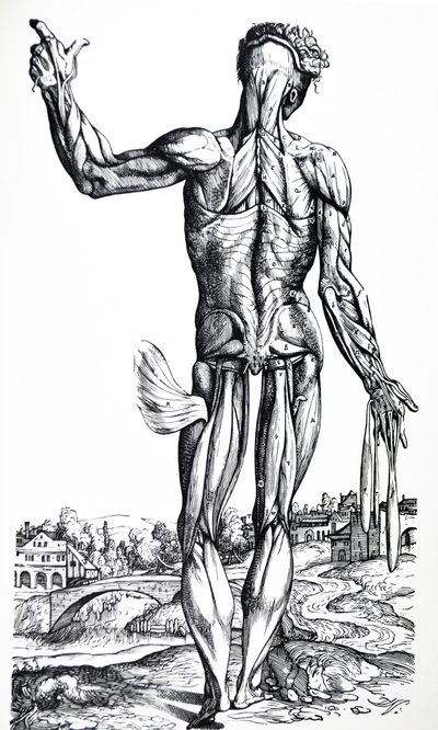 Les Planches du Deuxième Livre de De Humani Corporis Fabrica - Andreas Vesalius