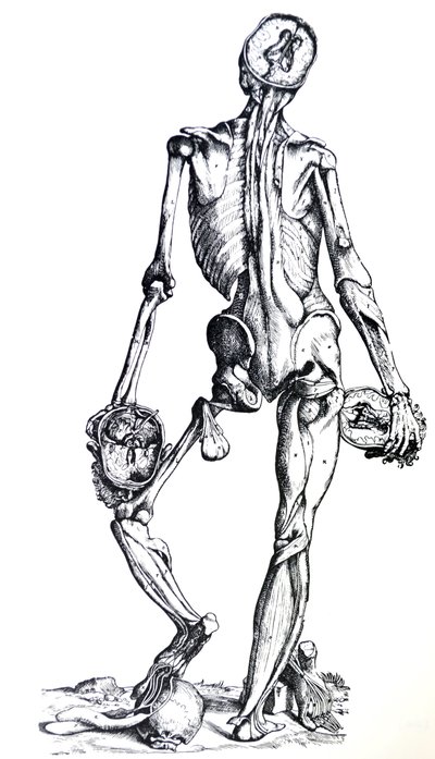 Les Planches du septième livre de De Humani Corporis Fabrica - Andreas Vesalius