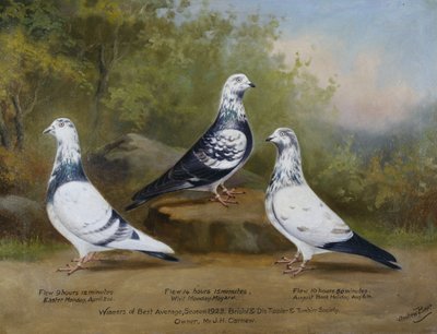 Les pigeons Tippler et Tumbler primés de Jack Carnew, Bristol Club - Andrew Beer