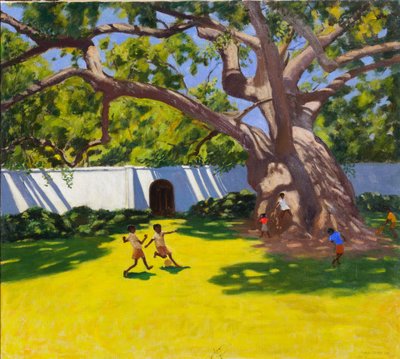 ANCIEN CAMPOR TREE, VERGELEGEN ESTATE, AFRIQUE DU SUD - Andrew Macara