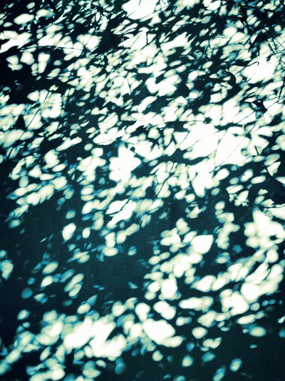 Ombres de feuilles tachetées - Angelo Cerantola