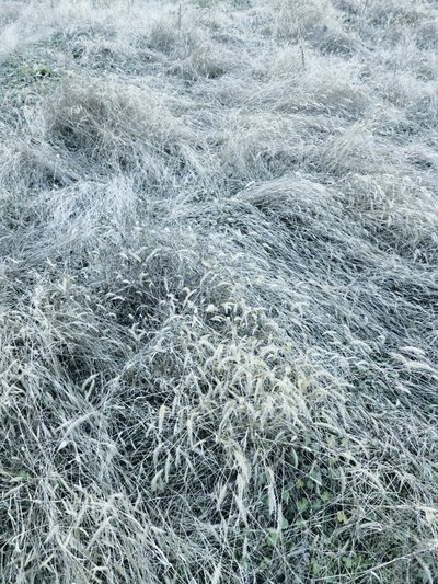 Herbe hivernale givrée - Angelo Cerantola