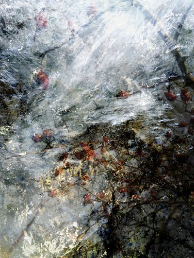 Baies rouges surgelées - Angelo Cerantola