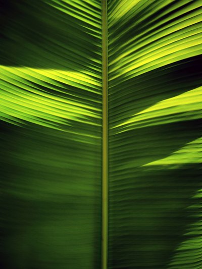 Motifs de feuilles tropicales - Angelo Cerantola