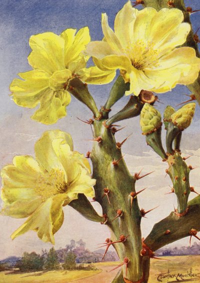 Un beau représentant du cactus figuier de Barbarie, Opontia Dillenii - Angelo Fairfax Muckley