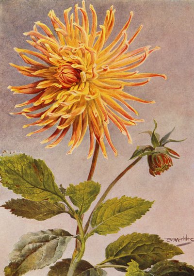 Dahlia cactus Mrs H L Brousson, couleur, fauve, avec une suffusion de cramoisi écarlate - Angelo Fairfax Muckley