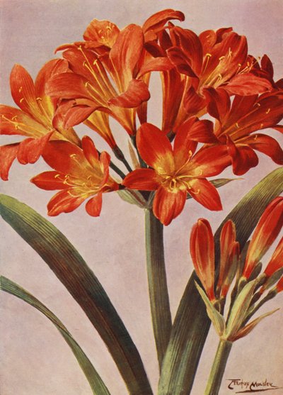 Clivia Miniata, longtemps connue sous le nom d