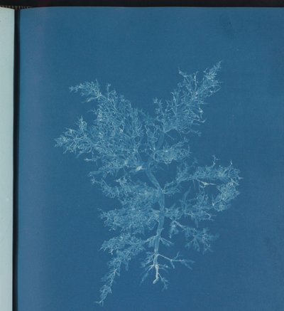Chylocladia kaliformis - Anna Atkins