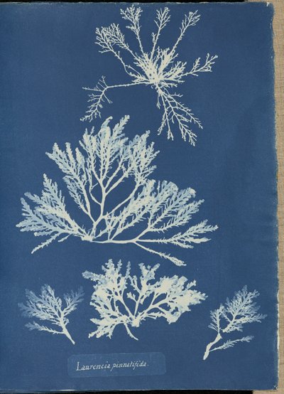  - Anna Atkins