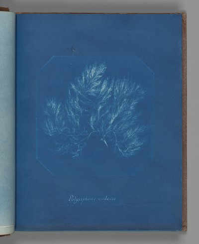 Polysiphonia violacea - Anna Atkins
