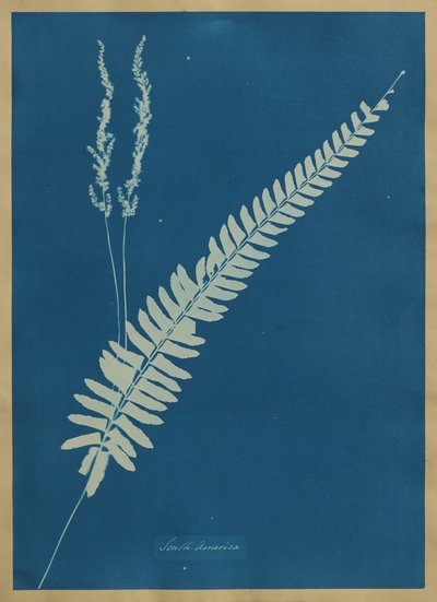  - Anna Atkins